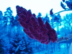 Makrosvět - Zimní květ