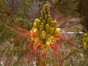 Makrosvět - Exotický květ