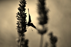 Fotograf roku v přírodě 2014 - Motýlí tajemství