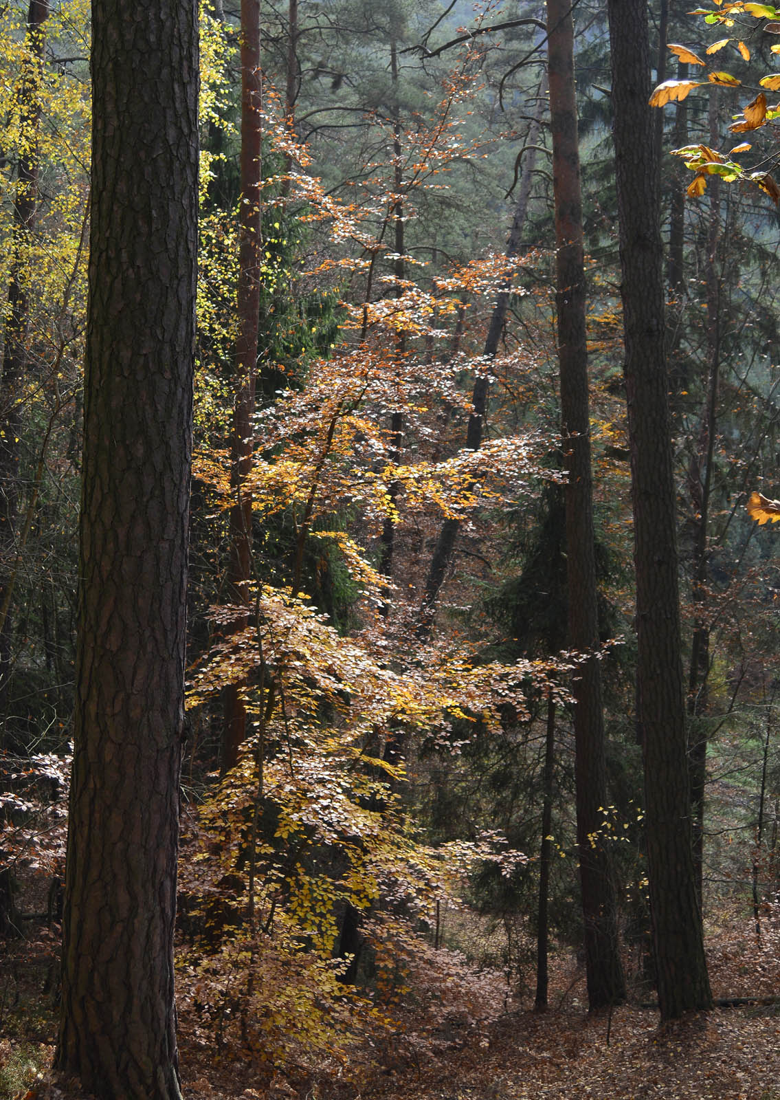 podzimní les