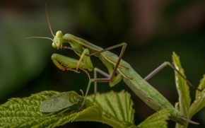 Jaromír Grich -  Feeding Mantis Religiosa
