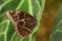Marie Kantorová -Motýl