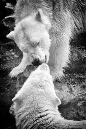 Zvířata, zvěř i mazlíčci - Fotograf roku - Kreativita - III.kolo - Medvědí láska