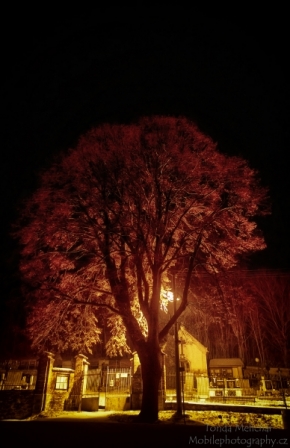 QuickPhoto 2014 - Light Tree