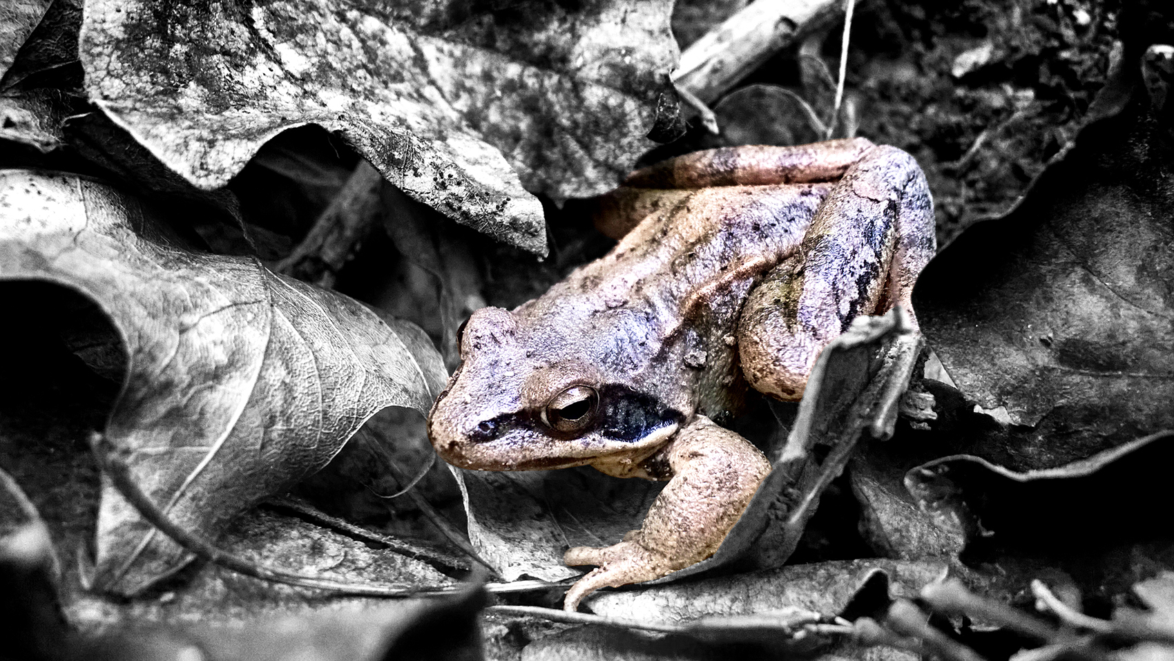 Masked Frog