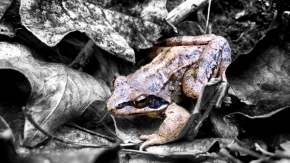 Tonda Melichar - Masked Frog