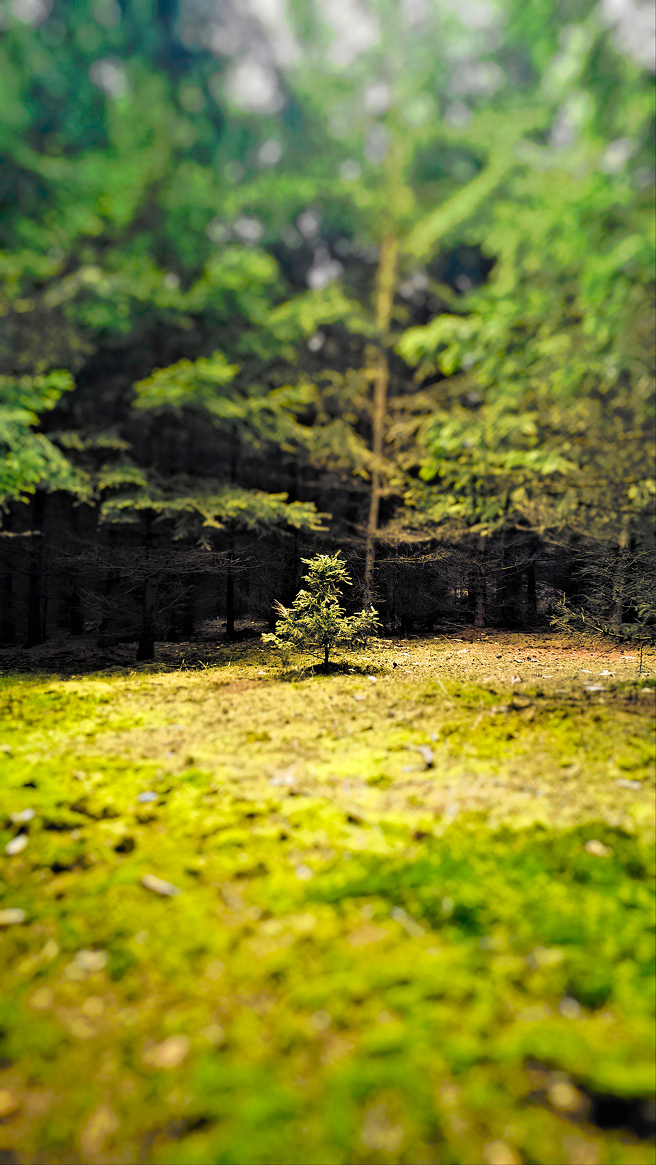 Small tree in big forest
