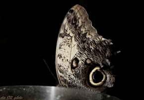 Makro a Close-up - Temný motýl
