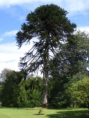 Stromy v krajině - Zámecký strom ve Skotsku
