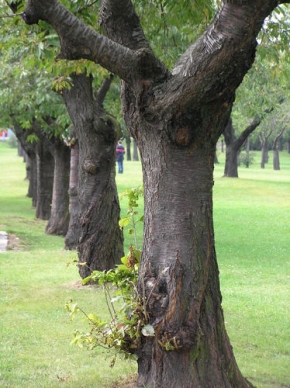 Stromy v krajině - Stromořadí v Ladronce