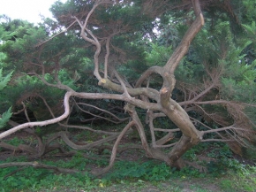 Stromy v krajině - Chobotnice