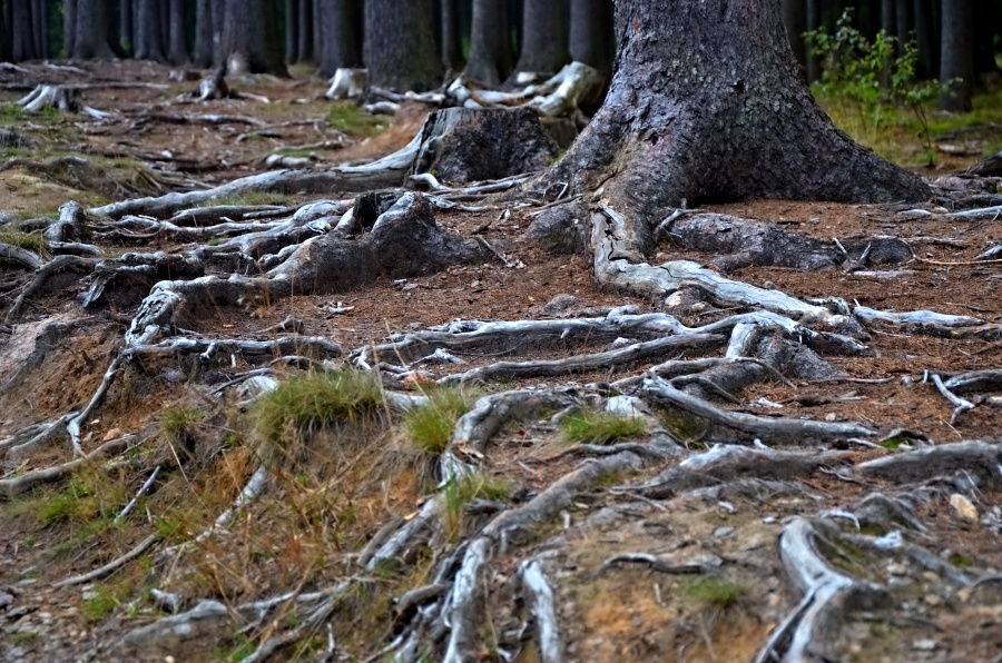 Bludné kořeny
