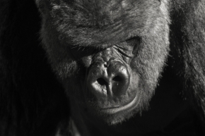 Zvířata, zvěř i mazlíčci - Gorila