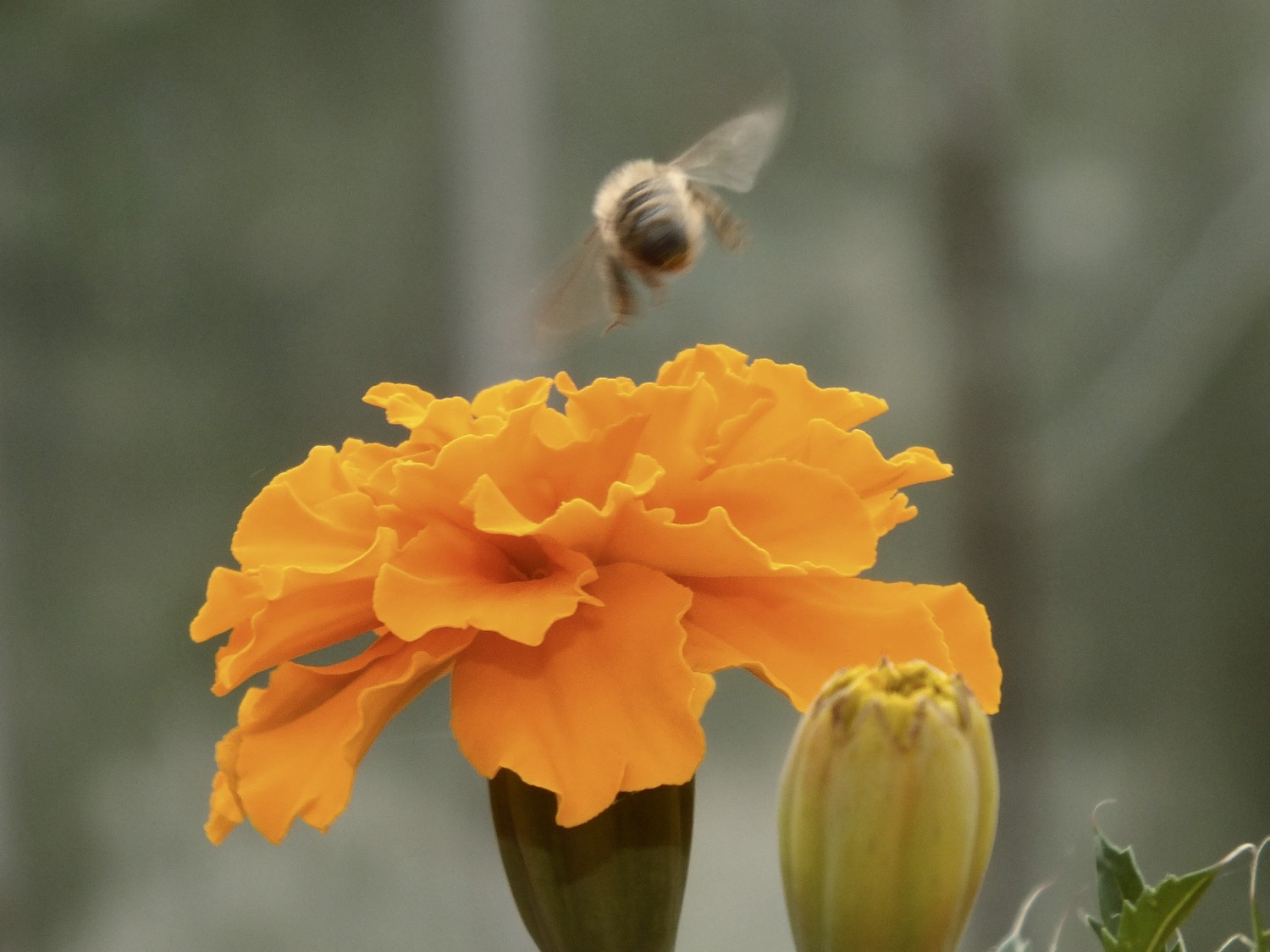 Letící včela