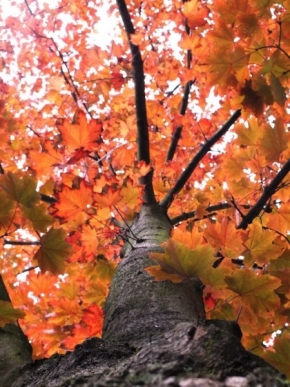 Divoká příroda - Barvy listí