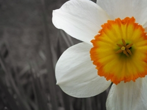 Makro a Close-up - Narcis