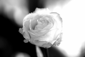 Černobílá krása - Růže.