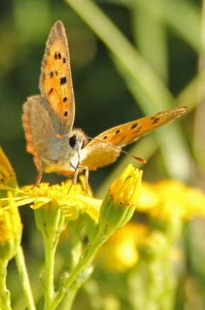 Makro a Close-up - Motýl