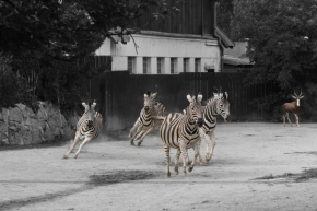 Zvířata, zvěř i mazlíčci - Zebry