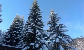 Kateřina  Zemanová - Stromy v zimě
