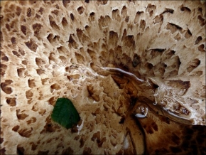 Makrosvět - Kráter 5
