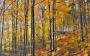 Lukáš Buriánek -Podzimní les