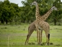 Vojtěch Lukáš -Žirafy