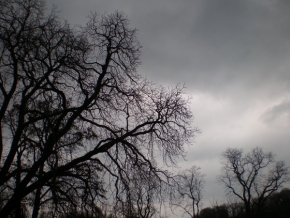 Stromy v krajině - Před bouřkou