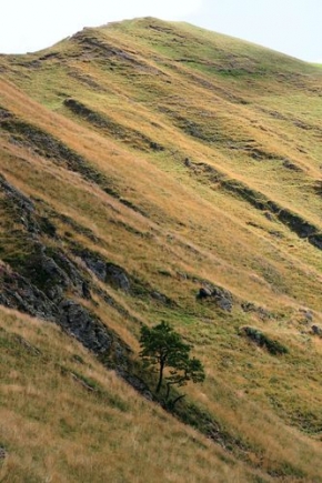 Stromy v krajině - Nedotčené Pyreneje