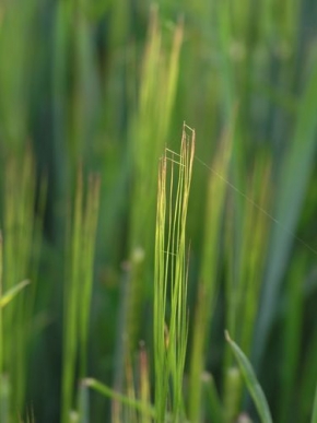 Makrosvět - V trávě