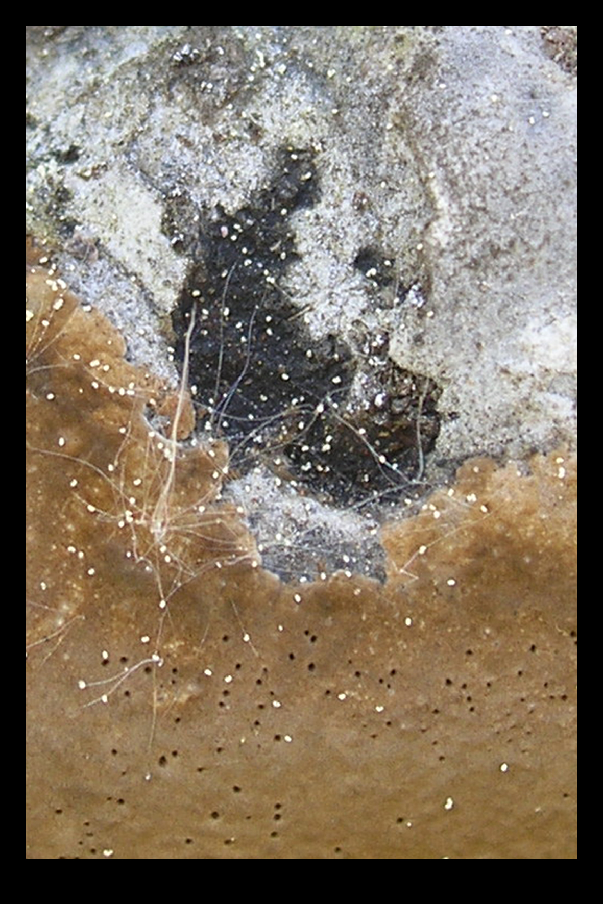 Choroš smolonohý (Polyporus badius)