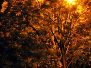 Stromy v krajině - Strom pod lampou 3
