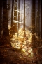 lesní stínování