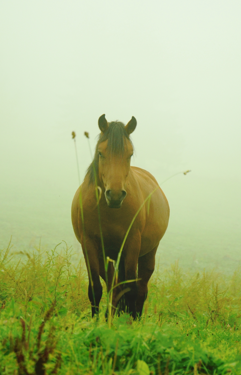 v mlze je kůň
