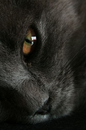 Makrosvět - Kočičí oko