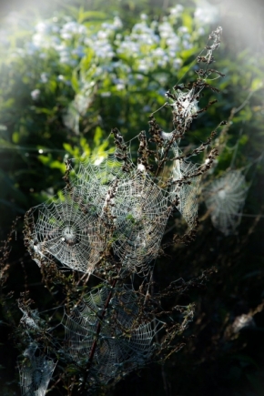 Fotograf roku v přírodě 2015 - Pavouci sobě