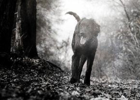 Zvířata, zvěř i mazlíčci - Fotograf roku - Kreativita - III.kolo - Dante čb
