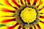 Filip Šulík -slnečný kvet 