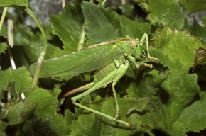 Petr Kříž - Tettigonia viridissima-kobylka zelená_02