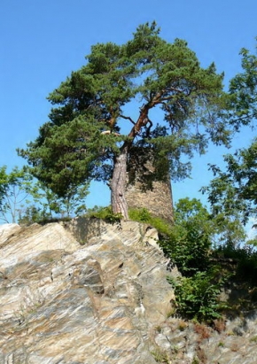 Stromy v krajině - Na skale