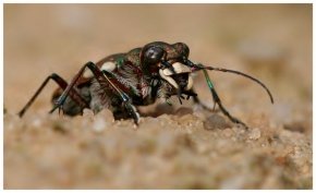 Makrosvět - Hmyzí predátor