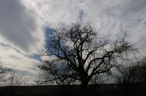 Stromy v krajině - Čerešňa
