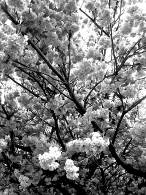Černobílá krása - Sakura