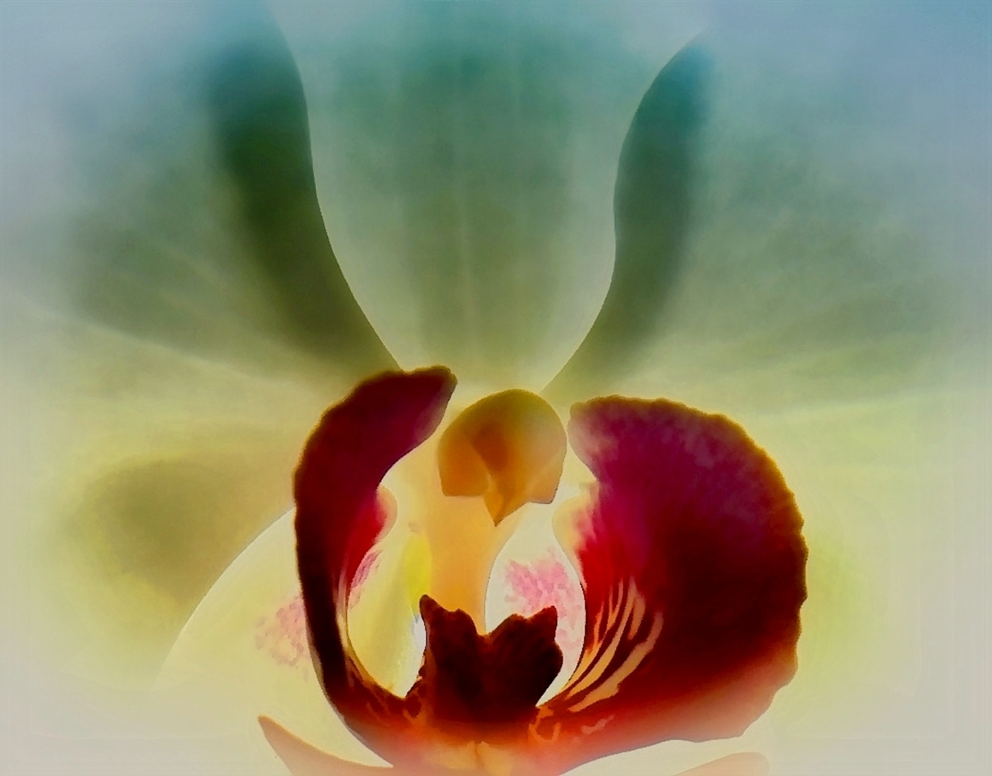 Andělská orchidej :-)