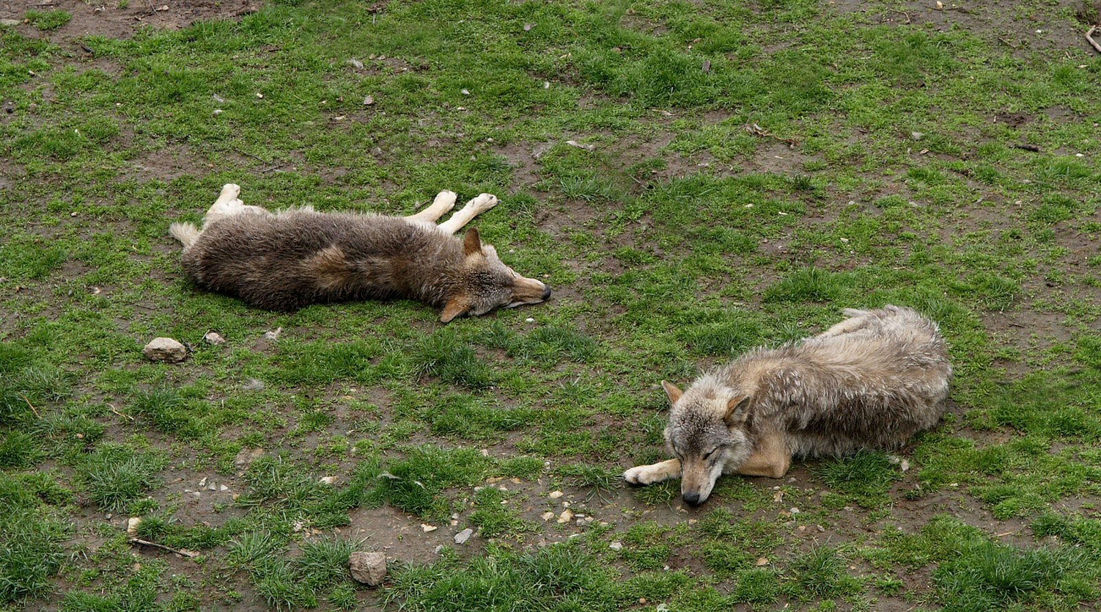 Odpočinek vlků
