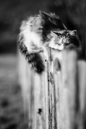 Zvířata, zvěř i mazlíčci - Nelezla dírou, ale přes plot.