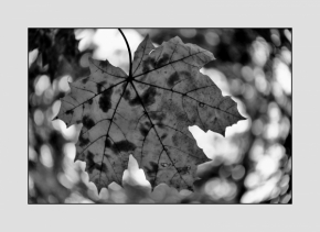 Černobílá krása - Mizející podzim