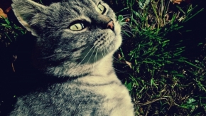 Zvířata, zvěř i mazlíčci - Kočička