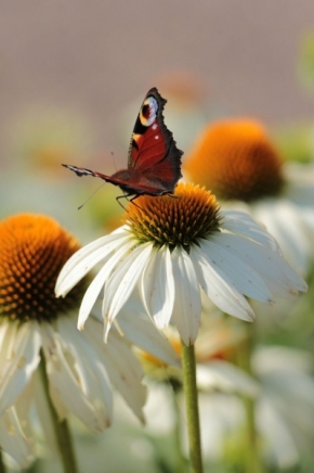 Fotograf roku v přírodě 2015 - Motýl