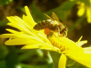 Makrosvět - Včelička s kyblíčkem